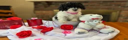 Toy Poodle dogs for sale: Piper - Ad 3