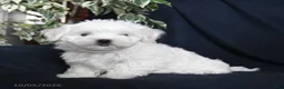 Maltese dogs for sale: Fufu - Ad 2