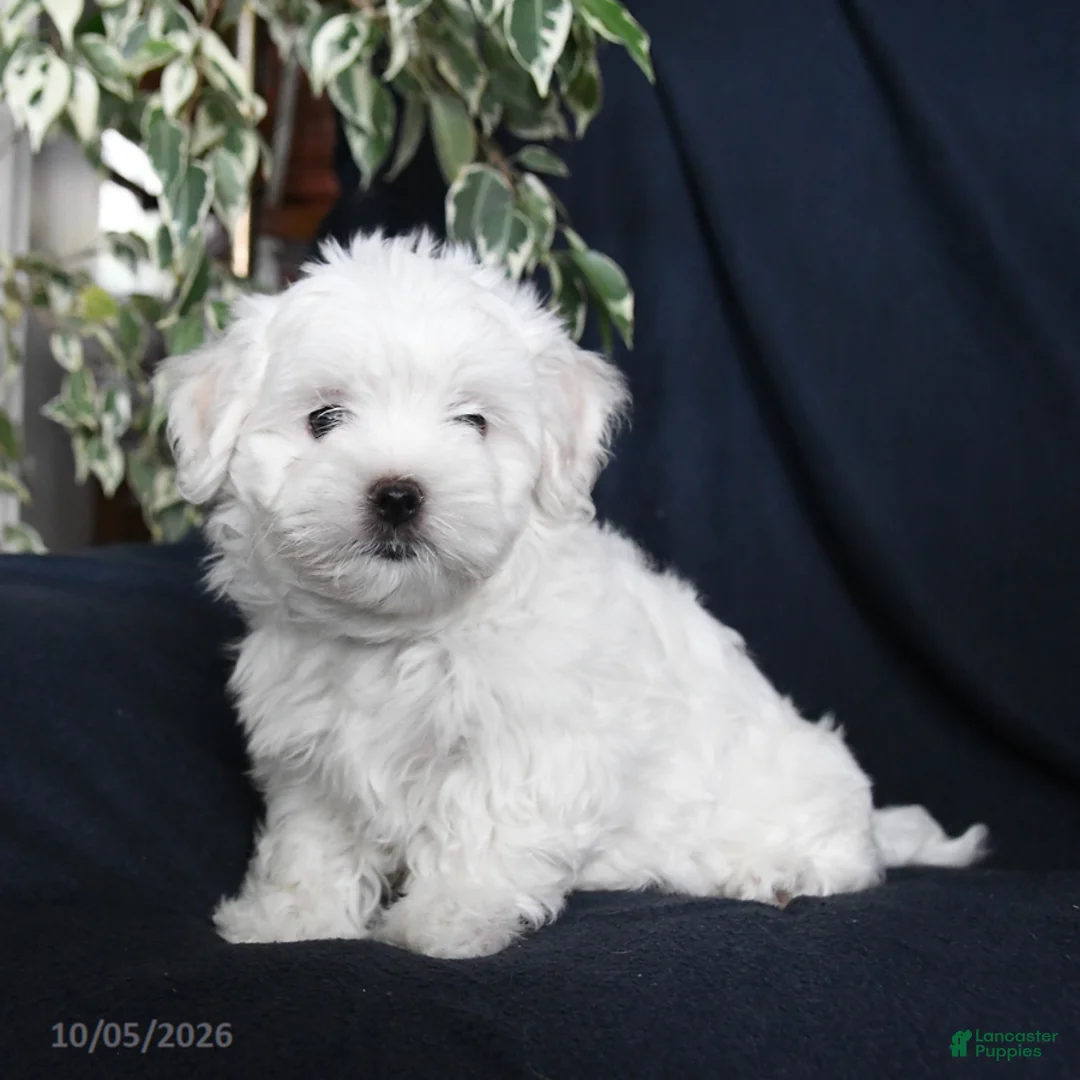 Maltese dogs for sale: Fufu - Ad 2