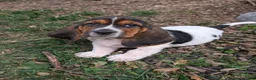 Basset Hound dogs for sale: Allie - Ad 5