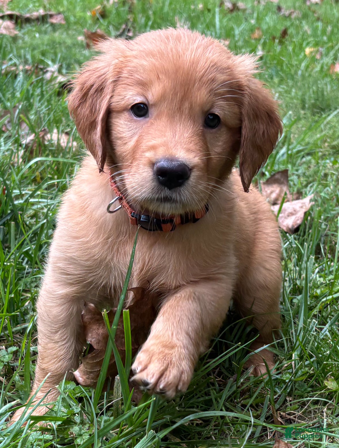 Golden Retriever dogs Golden Retriever “Duke” - Ad 2
