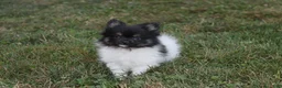 Pomeranian dogs for sale: Ziggy - Ad 7