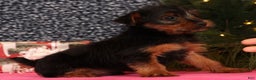 Yorkshire Terrier dogs for sale: Mitch - Ad 6