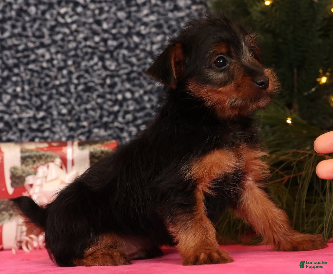 Yorkshire Terrier dogs for sale: Mitch - Ad 6