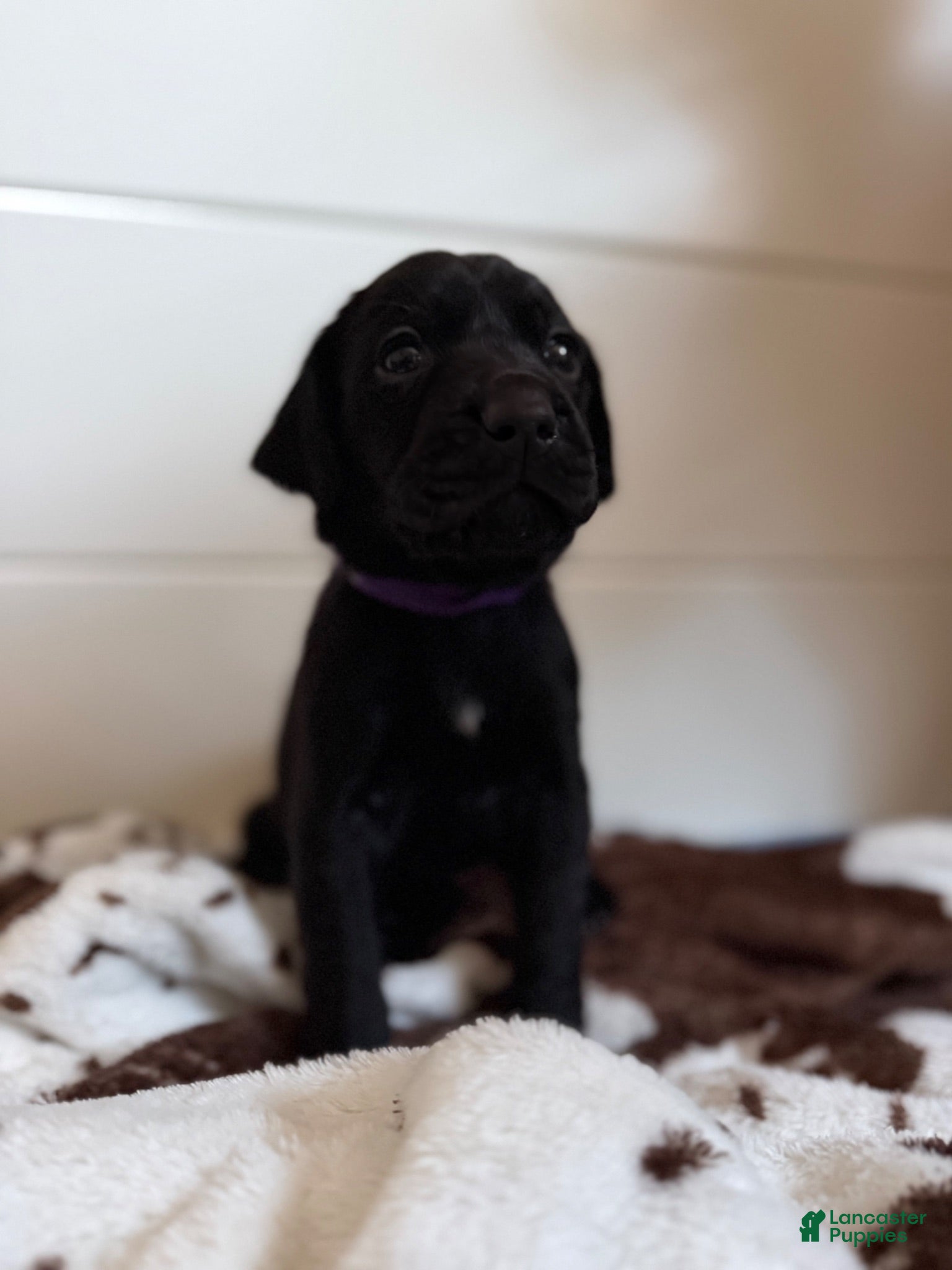 Mixed Breed dogs Mixed Breed 7 - Ad 6