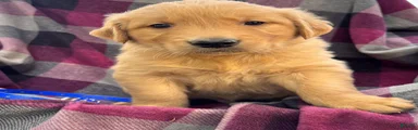 Puppy 2