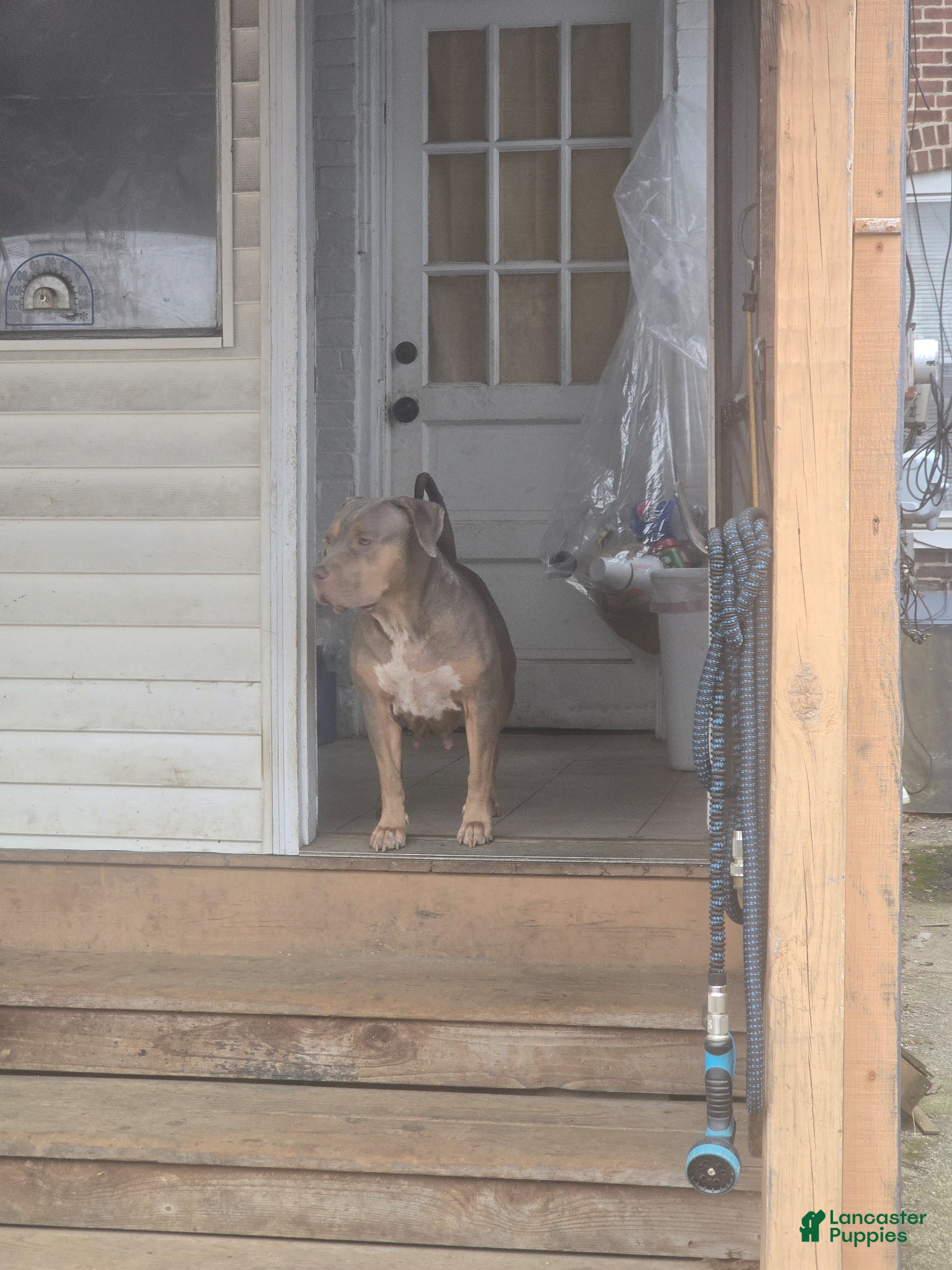 American Bully dogs for sale: American Bully XL Puppy 2 (Red Collar) - Ad 6