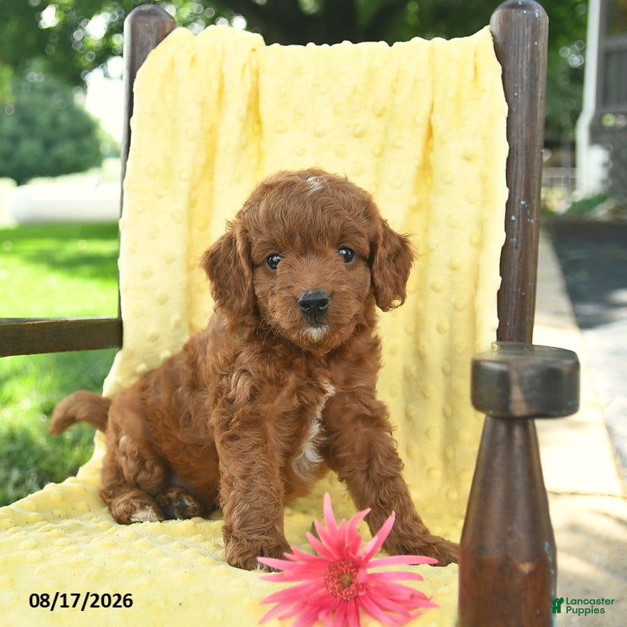 Cavapoo dogs Jet  - Ad 1