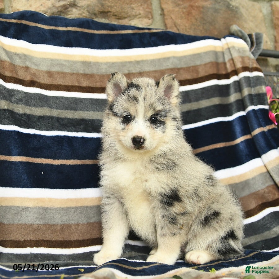 Pomsky dogs Fluffy  - Ad 2