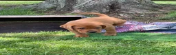 Labrador Retriever dogs for sale: Light Blue Collar Scooby - Ad 6