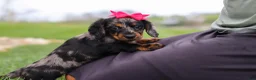 Miniature Dachshund dogs for sale: Lucy - Ad 5