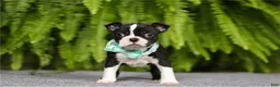 Boston Terrier dogs for sale: Xena - Ad 6