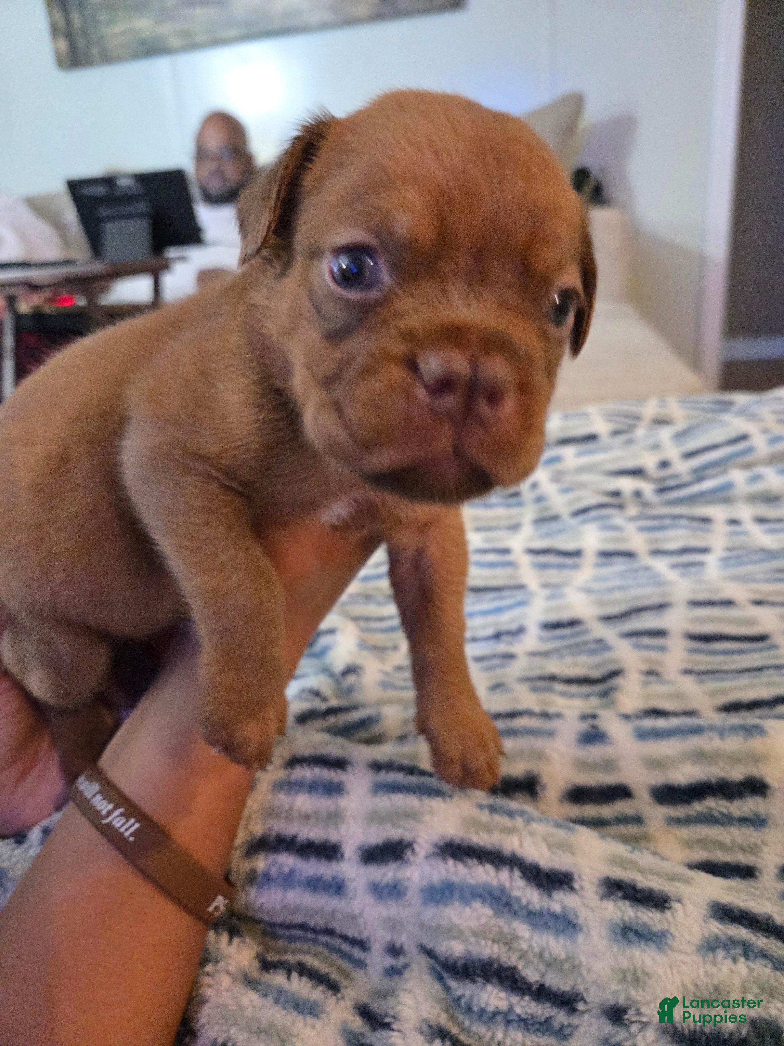 Bullmastiff dogs Red Female - Ad 2