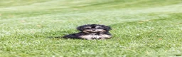 Teddy Bear dogs for sale: Ellen - Ad 2