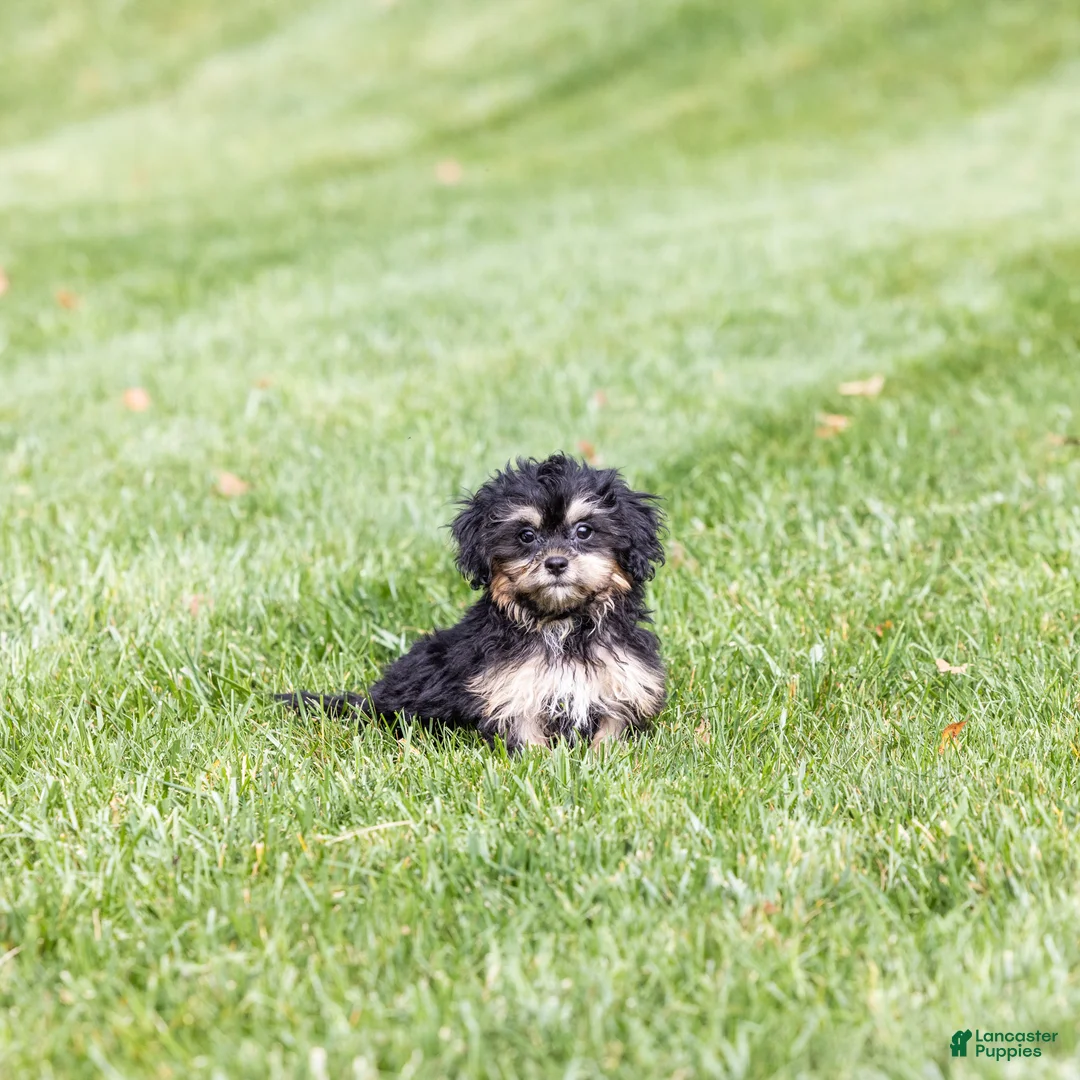 Teddy Bear dogs for sale: Ellen - Ad 2