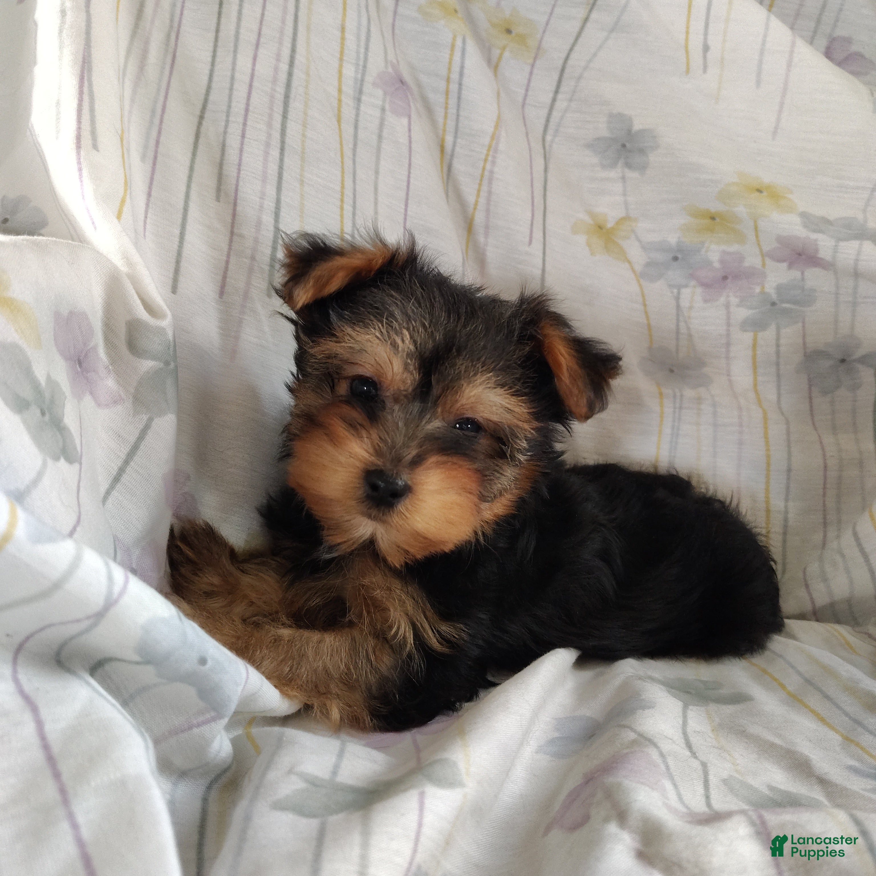 Yorkshire Terrier dogs Jude - Ad 30