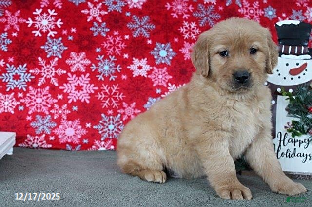 Golden Retriever dogs Blaze - Ad 42