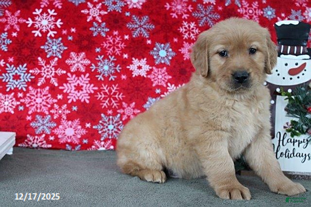 Golden Retriever dogs for sale: Blaze - Ad 1