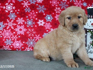 Golden Retriever dogs Blaze - Ad 40