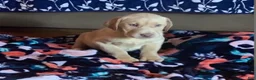 Labrador Retriever dogs for sale: Milo - Ad 1