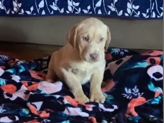 Labrador Retriever dogs Milo - Ad 19