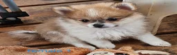 Pomeranian dogs for sale: Abigail  - Ad 10
