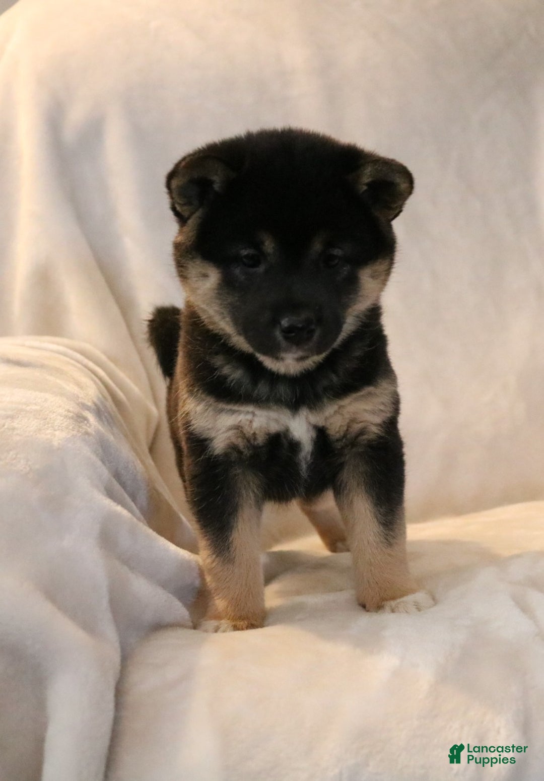 Shiba Inu dogs for sale: Sophie  - Ad 7