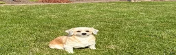 Lhasa Apso dogs for sale: Heather - Ad 4