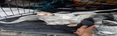 Australian Cattle Dog 6