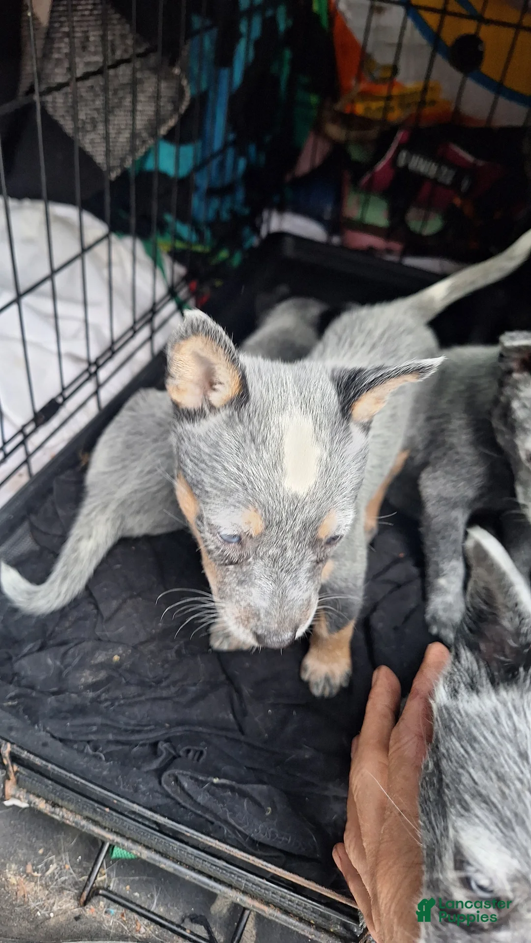 Australian Cattle Dog dogs for sale: Australian Cattle Dog 6 - Ad 1