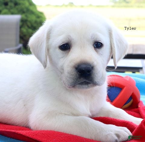 Labrador Retriever dogs Tyler - Champ lines - Ad 1