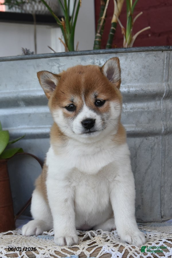 Shiba Inu dogs Teresa - Ad 2