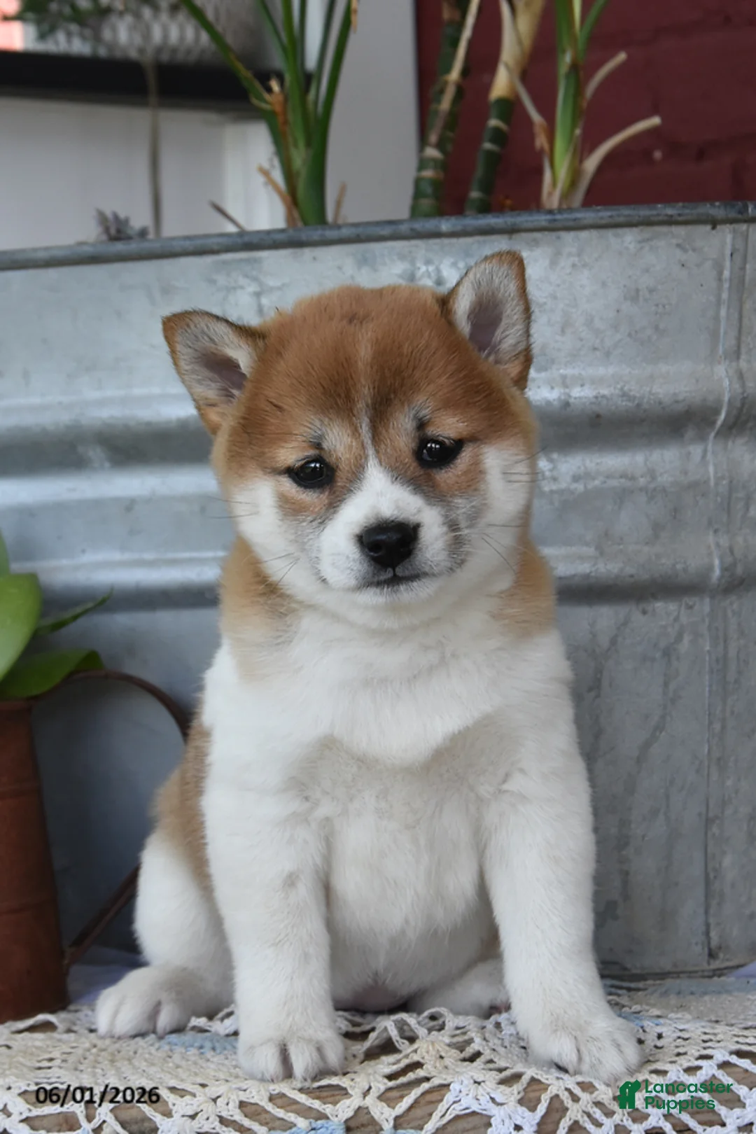 Shiba Inu dogs for sale: Teresa - Ad 2