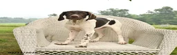 German Shorthaired Pointer dogs for sale: Gem  - Ad 4