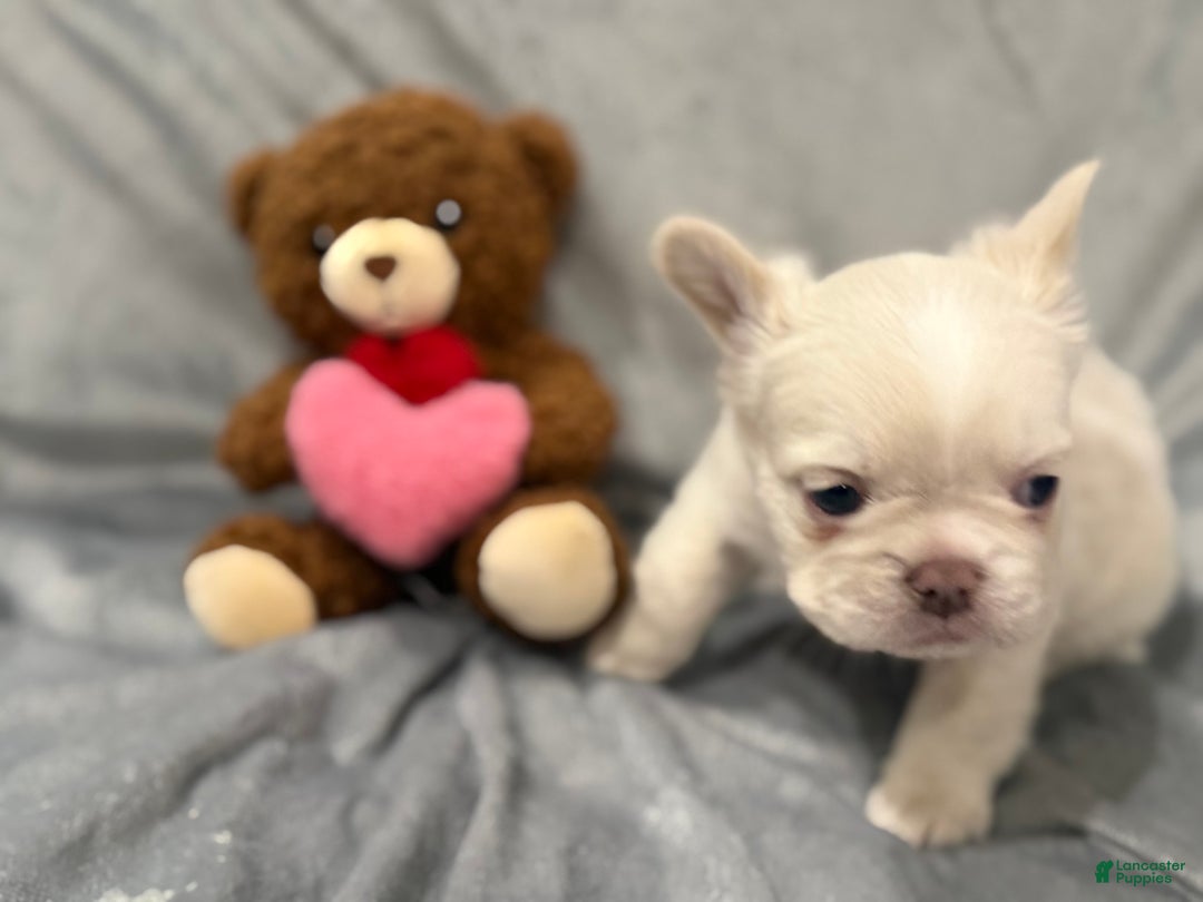 French Bulldog dogs for sale: Snow - Ad 4