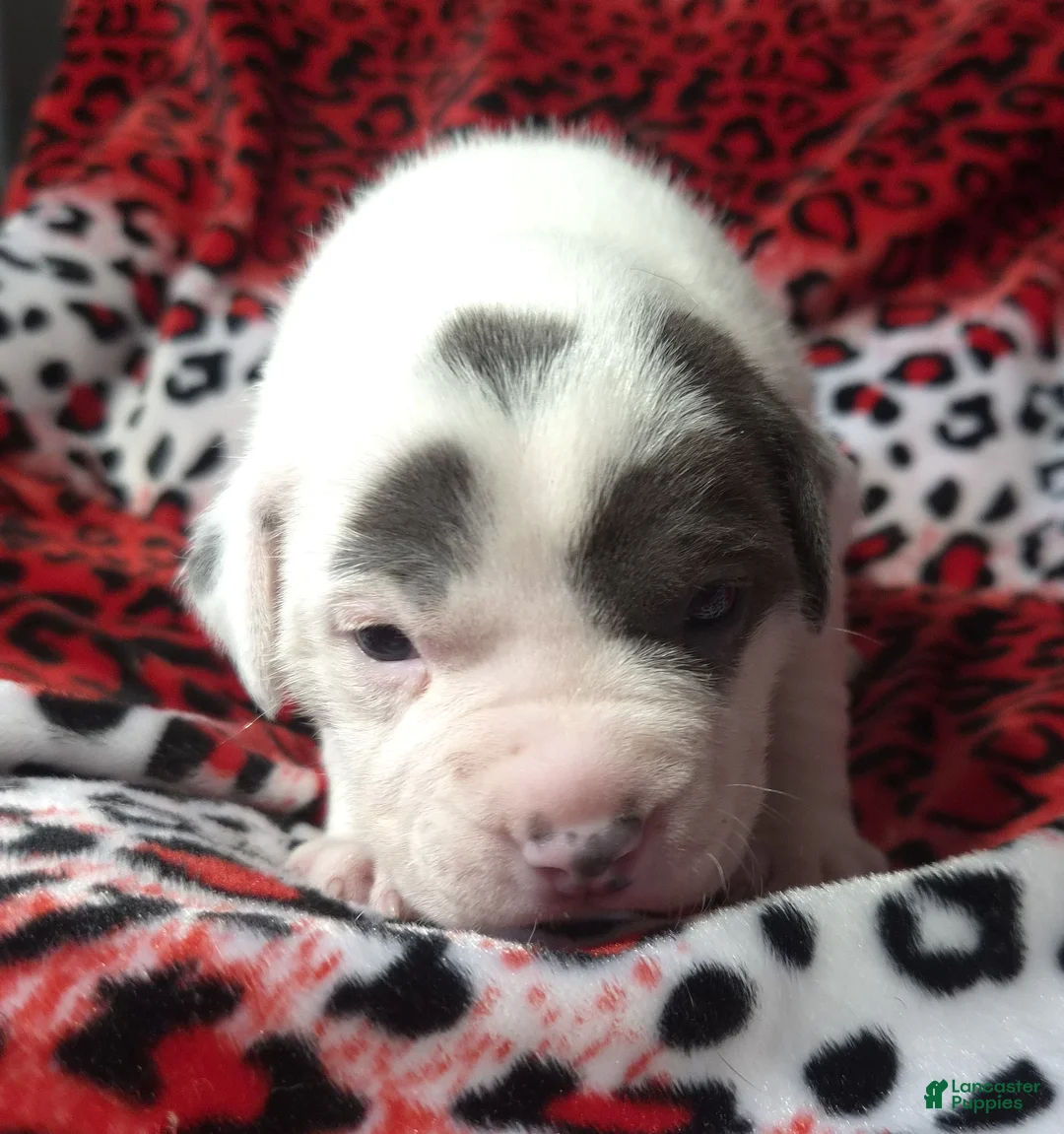 Mixed Breed dogs for sale: "SZA"  - Ad 10