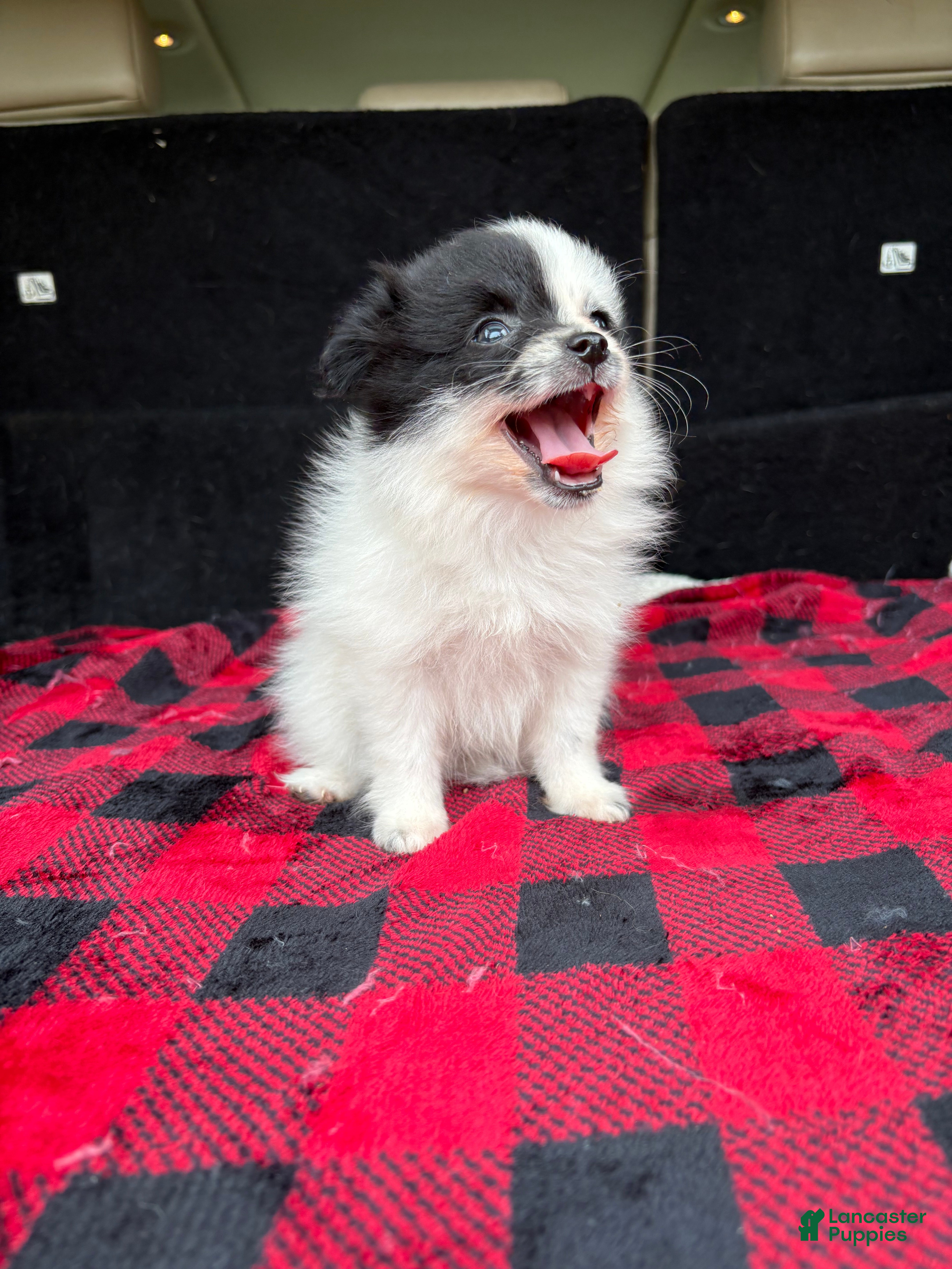 Pomeranian dogs Daisy - Ad 1