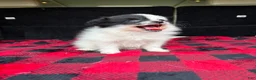 Pomeranian dogs for sale: Daisy - Ad 1