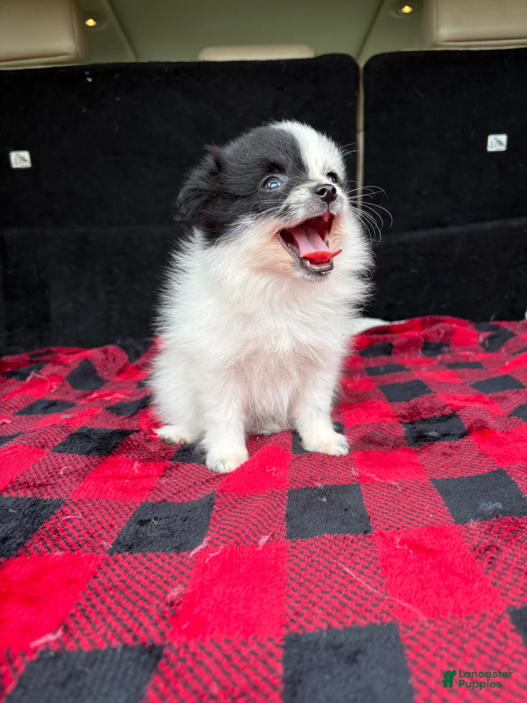 Pomeranian dogs for sale: Daisy - Ad 1