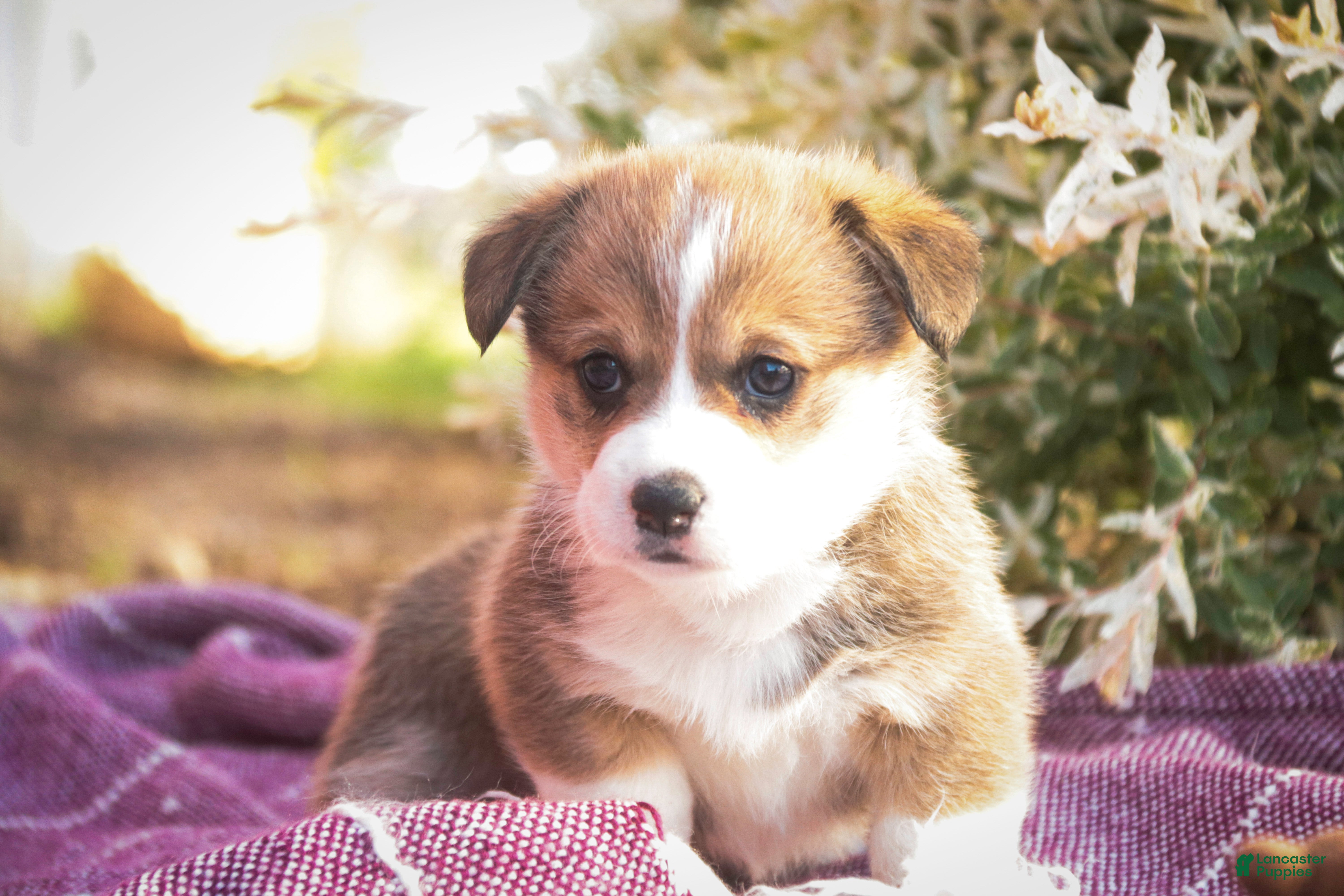 Welsh Corgi Pembroke dogs Ramona - Ad 2
