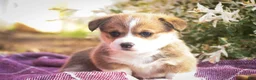 Welsh Corgi Pembroke dogs for sale: Ramona - Ad 2