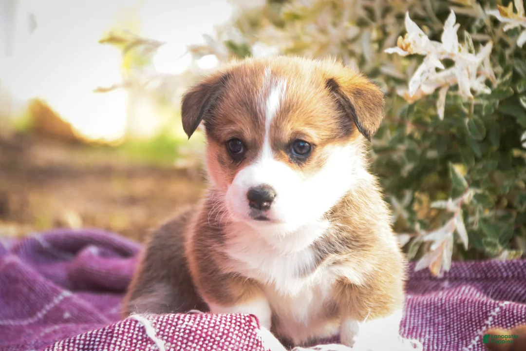 Welsh Corgi Pembroke dogs for sale: Ramona - Ad 2