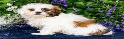 Shih Tzu dogs for sale: Jude - Ad 29