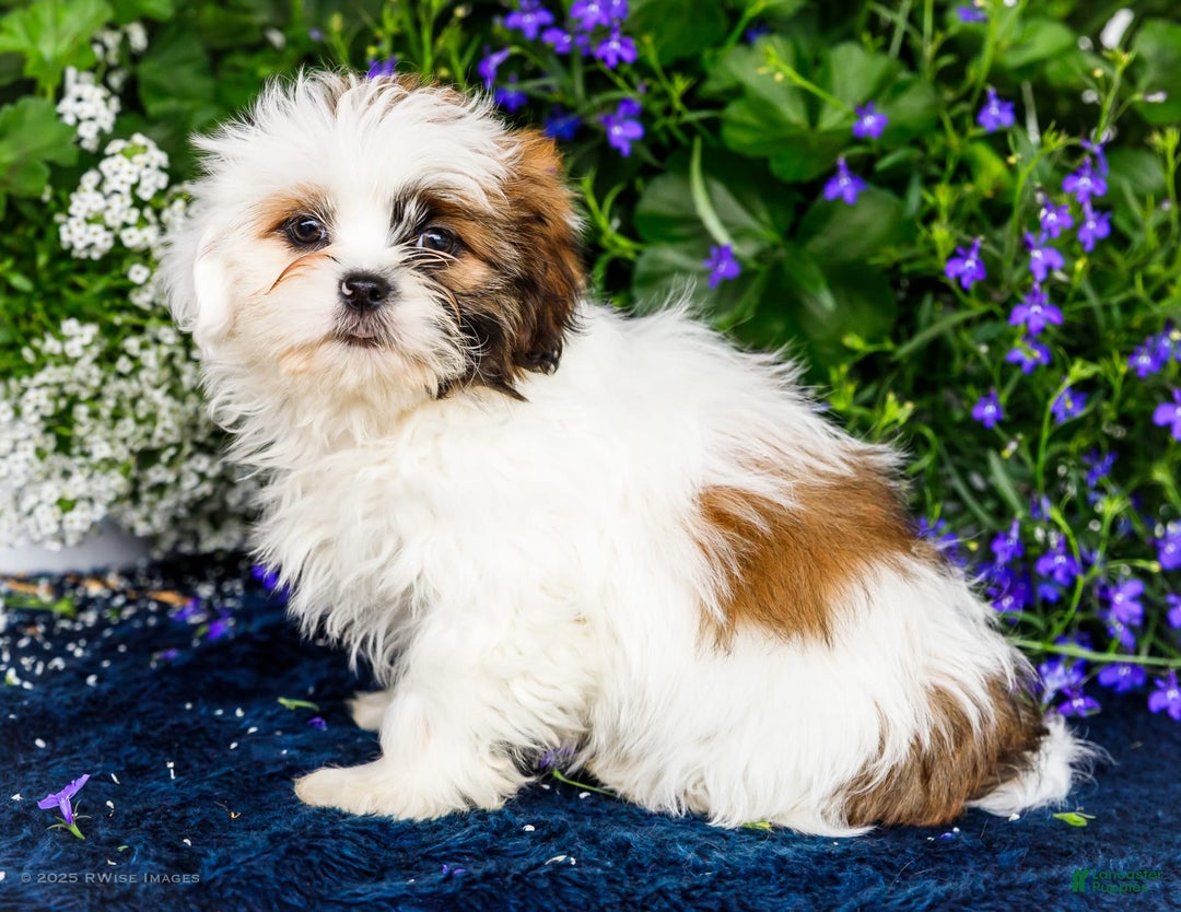 Shih Tzu dogs for sale: Jude - Ad 29
