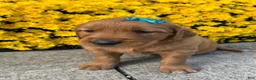 Golden Retriever dogs for sale: Rowdy - Ad 6