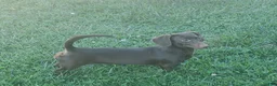 Miniature Dachshund dogs for sale: Miniature Dachshund Puppy 2 - Ad 2
