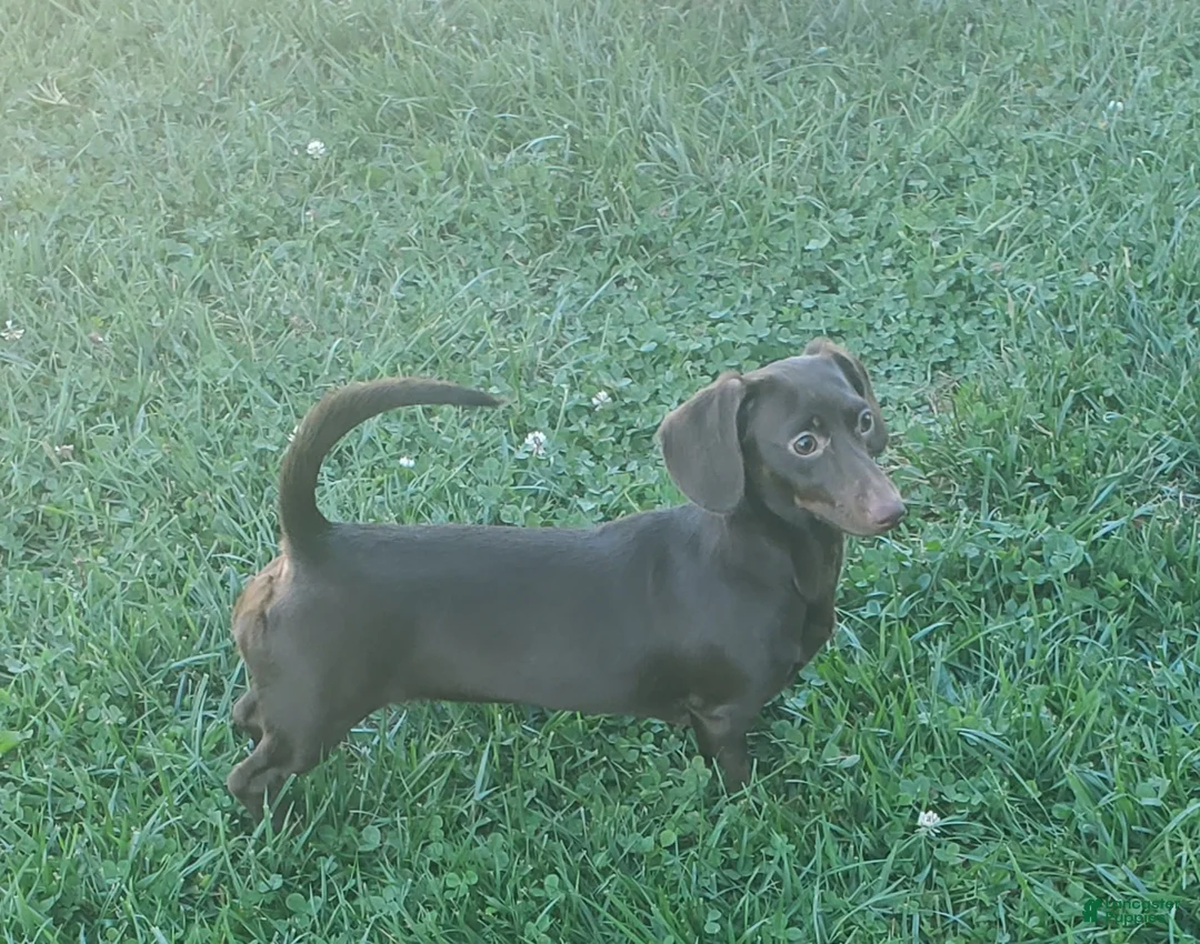Miniature Dachshund dogs for sale: Miniature Dachshund Puppy 2 - Ad 2