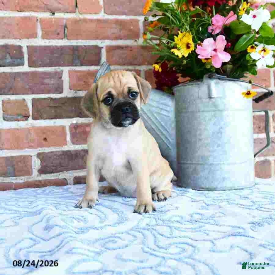 Puggle dogs Tinkerbell - Ad 1