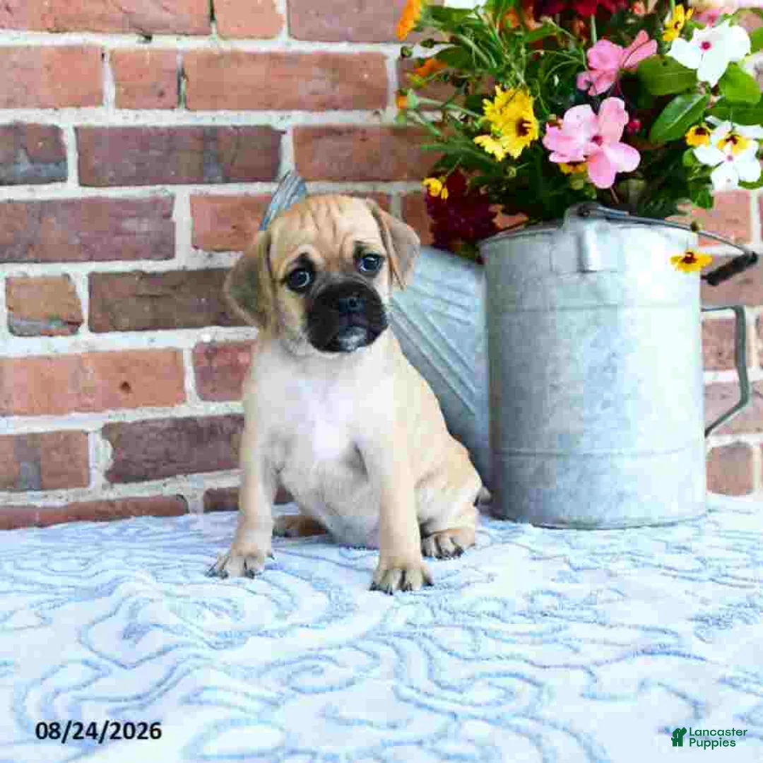 Puggle dogs for sale: Tinkerbell - Ad 1