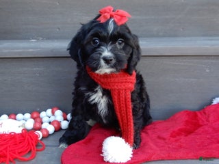 Cockapoo dogs Lettie - Ad 39